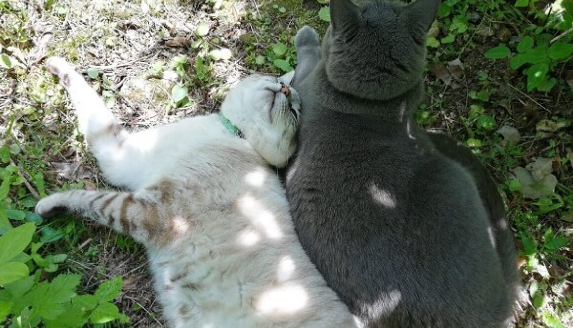 仲良くのんびり、ユキちゃんとマイちゃん