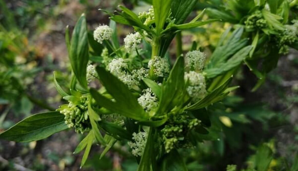 ロマンチックなセロリのお花