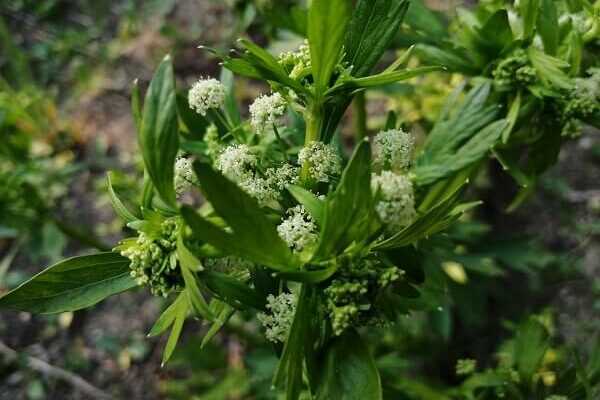 ロマンチックなセロリのお花