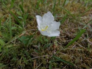 目指せ、銀杯草人間！