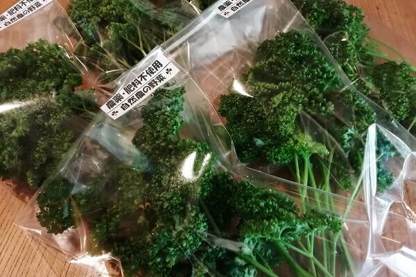 シャッキシャキの栄養満点パセリ