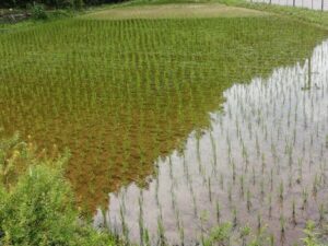 赤米の除草作業スタート