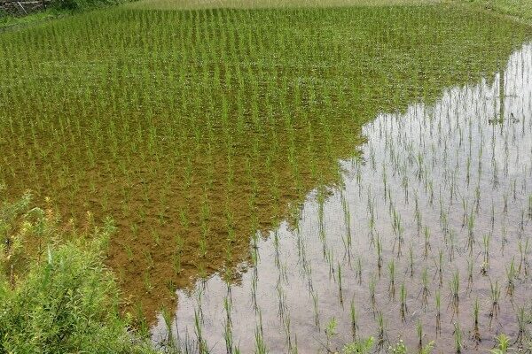 赤米の除草作業スタート