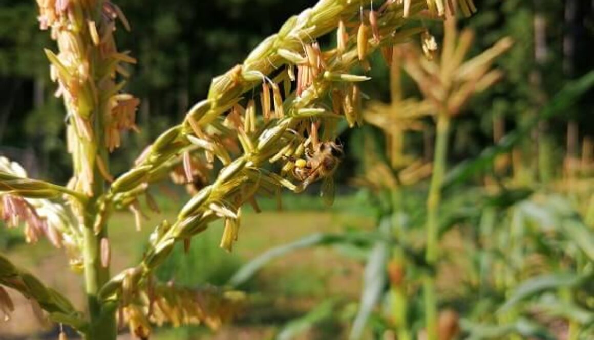 ストロベリーポップコーンに訪花する蜂子と蜂代