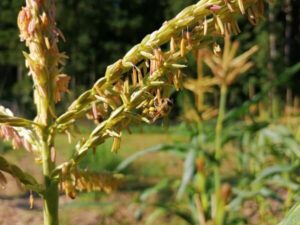 ストロベリーポップコーンに訪花する蜂子と蜂代