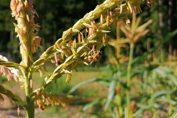 ストロベリーポップコーンに訪花する蜂子と蜂代