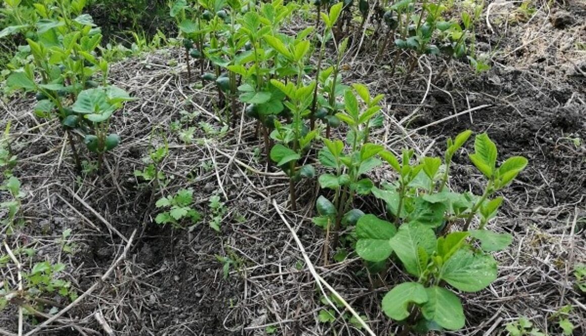 ヨモギ群生地でも黒豆の育苗OK