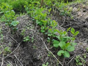 ヨモギ群生地でも黒豆の育苗OK