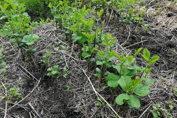 ヨモギ群生地でも黒豆の育苗OK