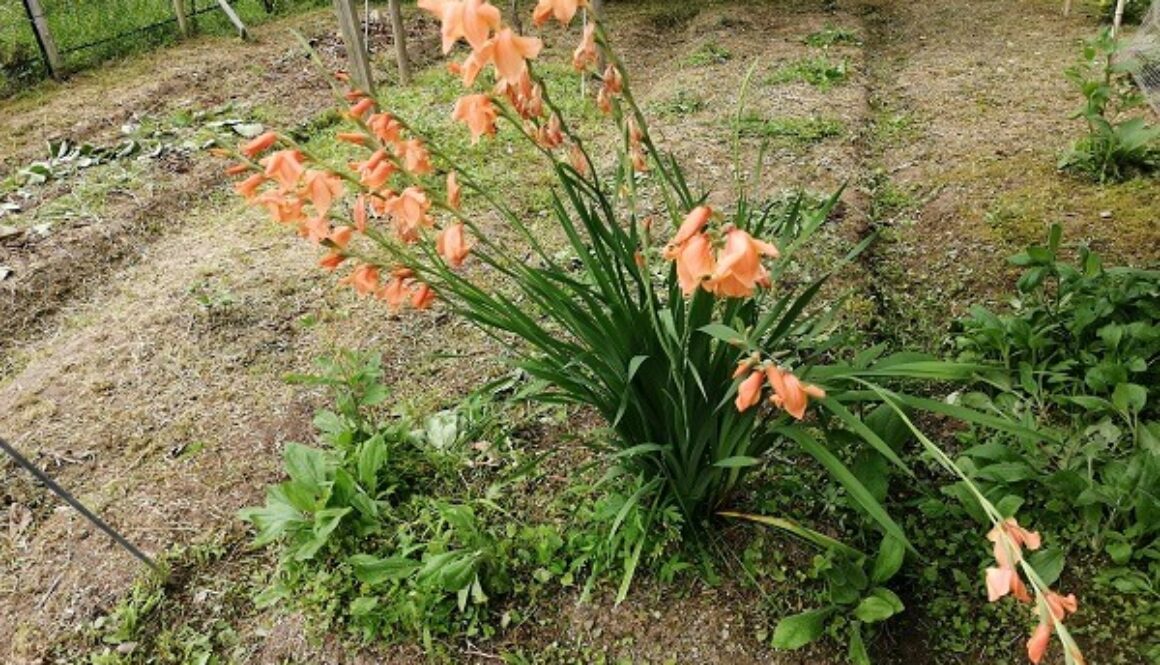 畝の真ん中でのびのび生きるグラジオラス