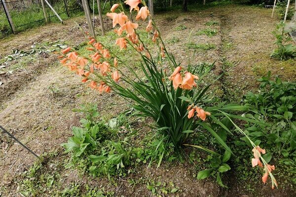 畝の真ん中でのびのび生きるグラジオラス