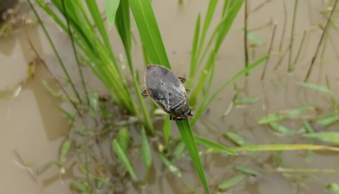 珍しく陸上で見かけたコオイムシ