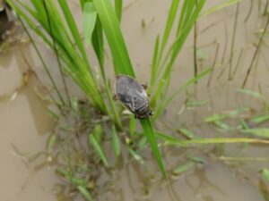 珍しく陸上で見かけたコオイムシ