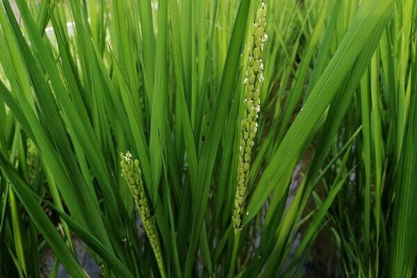 黒米、去年より早く出穂・開花