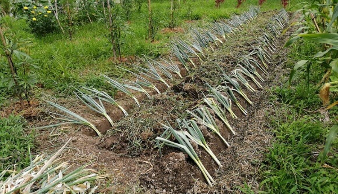 ネギの植え替え作業、やっと完了