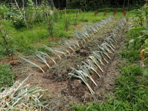 ネギの植え替え作業、やっと完了