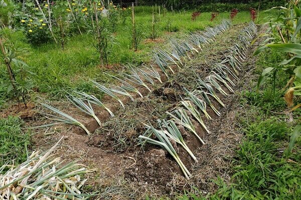 ネギの植え替え作業、やっと完了