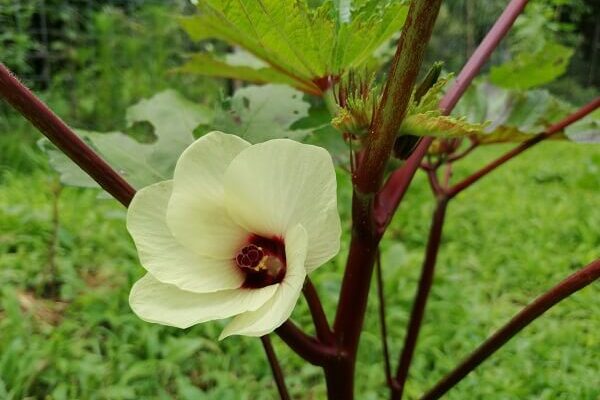 エレガントな赤オクラのお花