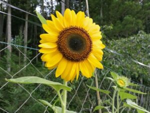 くらふぁーむの夏を彩るヒマワリ