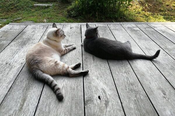 ゆったりのんびりユキとマイ