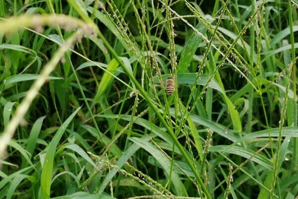 蜜源が枯渇するこの季節、メヒシバに「ありがとう」