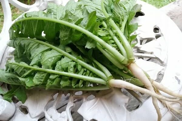 チクチクしない栄養満点の葉ダイコン