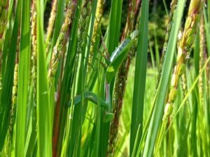 田んぼでカマキリさんに「ありがとう」