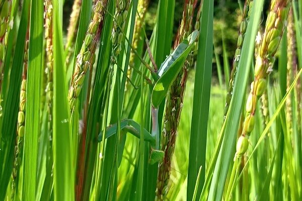 田んぼでカマキリさんに「ありがとう」