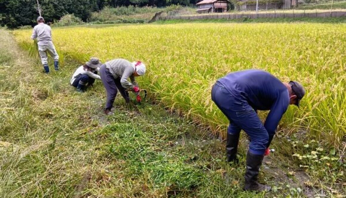 幻の米ミネアサヒの収穫開始！