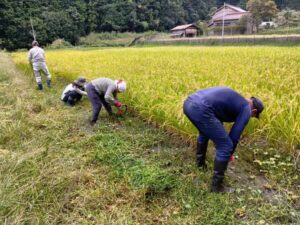 幻の米ミネアサヒの収穫開始！