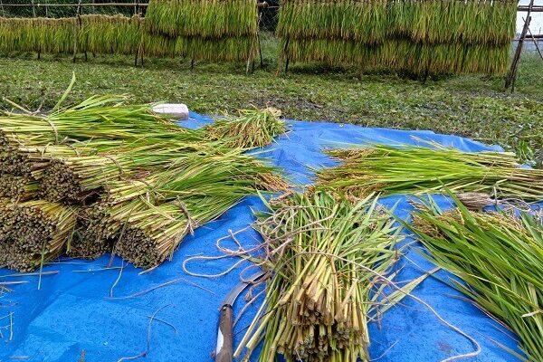 天候に恵まれなくても、ミネアサヒの収穫は続く
