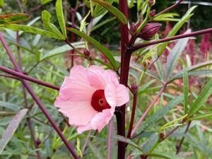 可愛らしいローゼルのお花、第1号が開花