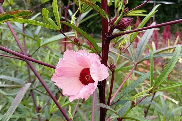 可愛らしいローゼルのお花、第1号が開花