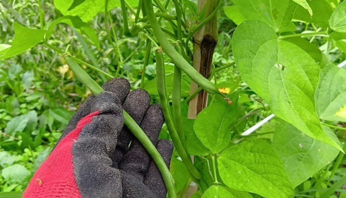 ムギュムギュ新鮮で美味しいインゲン豆