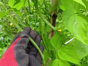 ムギュムギュ新鮮で美味しいインゲン豆