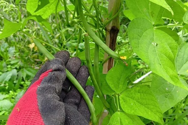 ムギュムギュ新鮮で美味しいインゲン豆