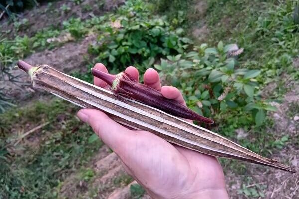 来年へと命をつなぐ赤オクラの自家採種