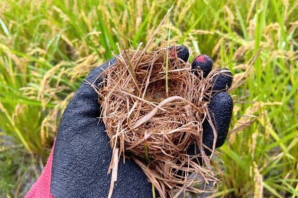手刈りで出会う、フワッフワのカヤネズミの巣