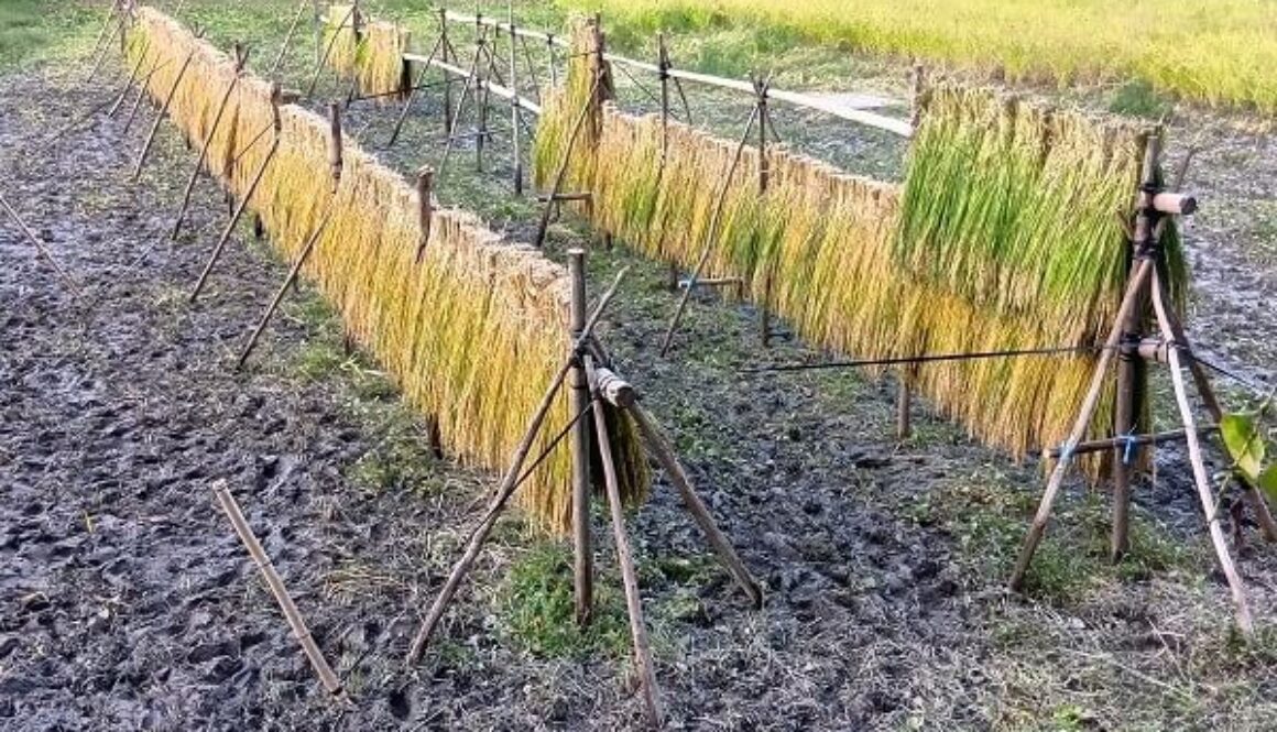 まさかの稲架倒壊にもめげず、ミネアサヒ収穫3日目