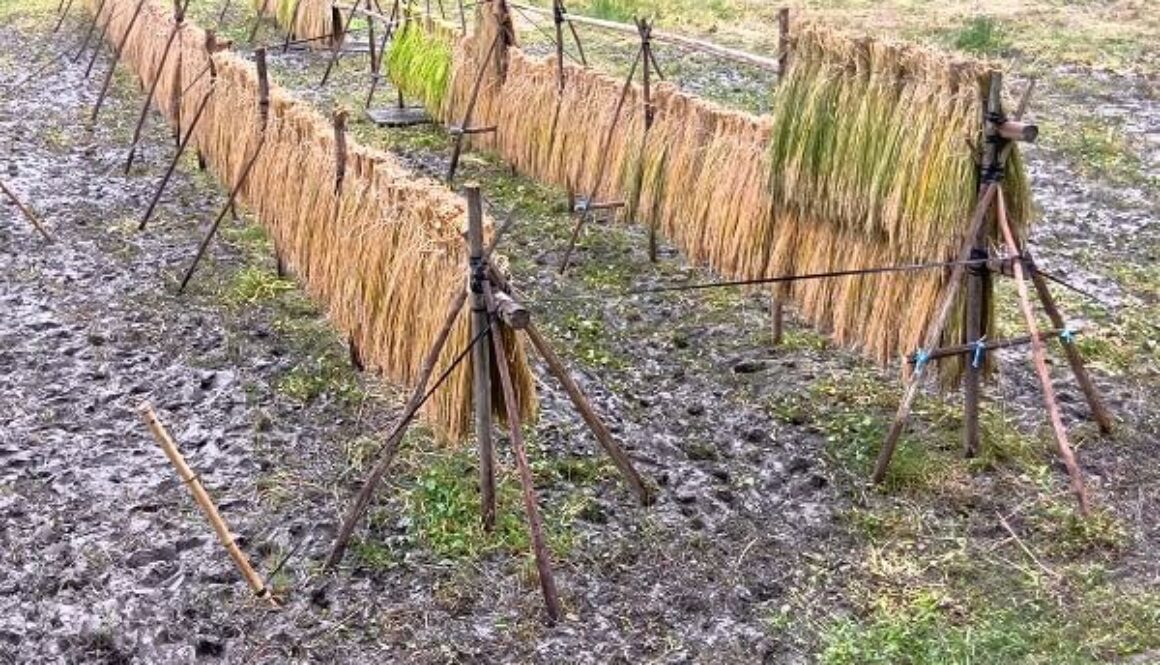 雨ニモマケズ、風ニモ。。。ミネアサヒ、稲刈り完了！