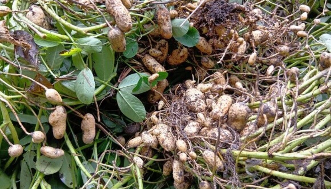 存在感バツグンの塩茹で用ジャンボ落花生