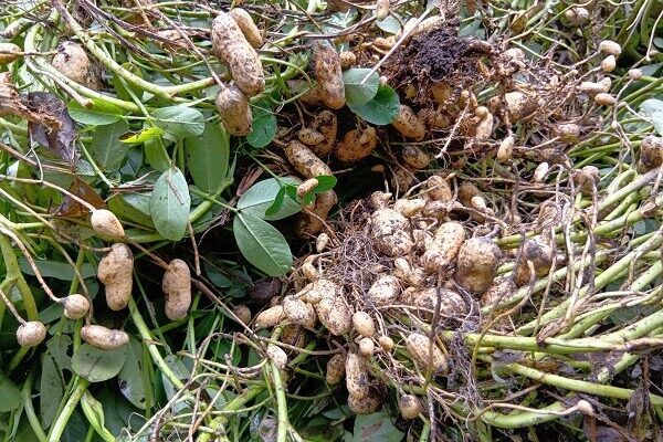 存在感バツグンの塩茹で用ジャンボ落花生