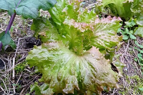 極上サラダに欠かせない新鮮レタス