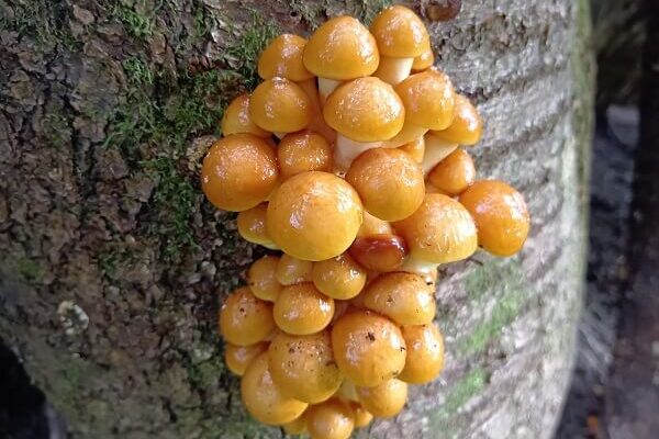 コリコリの食感がたまらない原木ナメコ