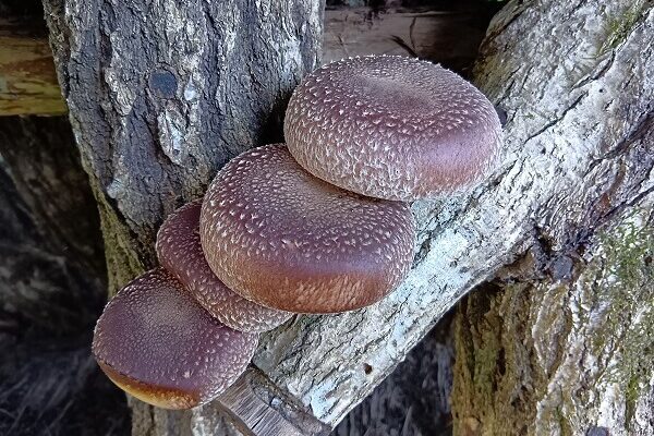 底なしのウマさで幸せを運ぶ原木シイタケ