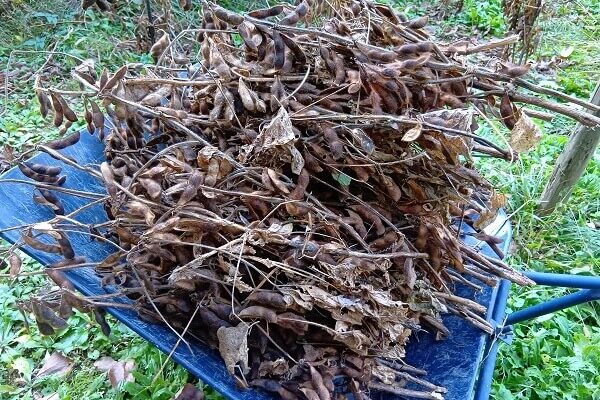 お茶にスイーツ、黒豆ご飯と年中食べたい黒豆