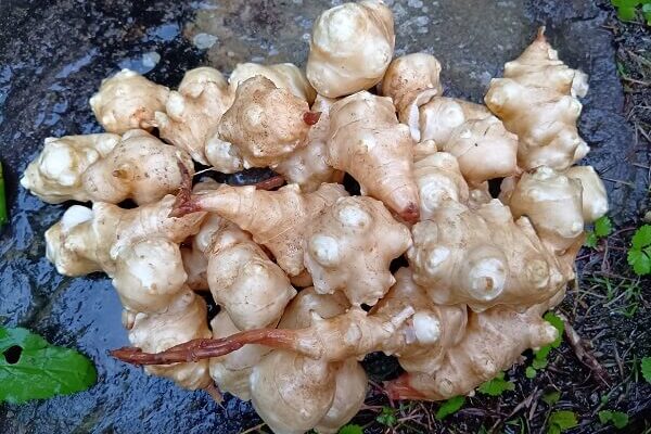 大地の恵みがつまった魔法の食材菊芋