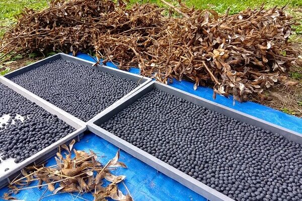 寒くても、風が冷たくても続く、黒豆の調整作業