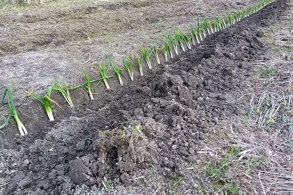 大雪の3日後、ネギの植え替え作業開始