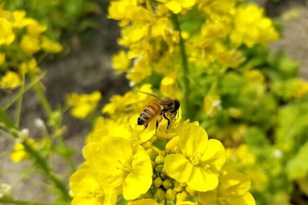 菜の花に訪花する西洋ミツバチの女の子たち